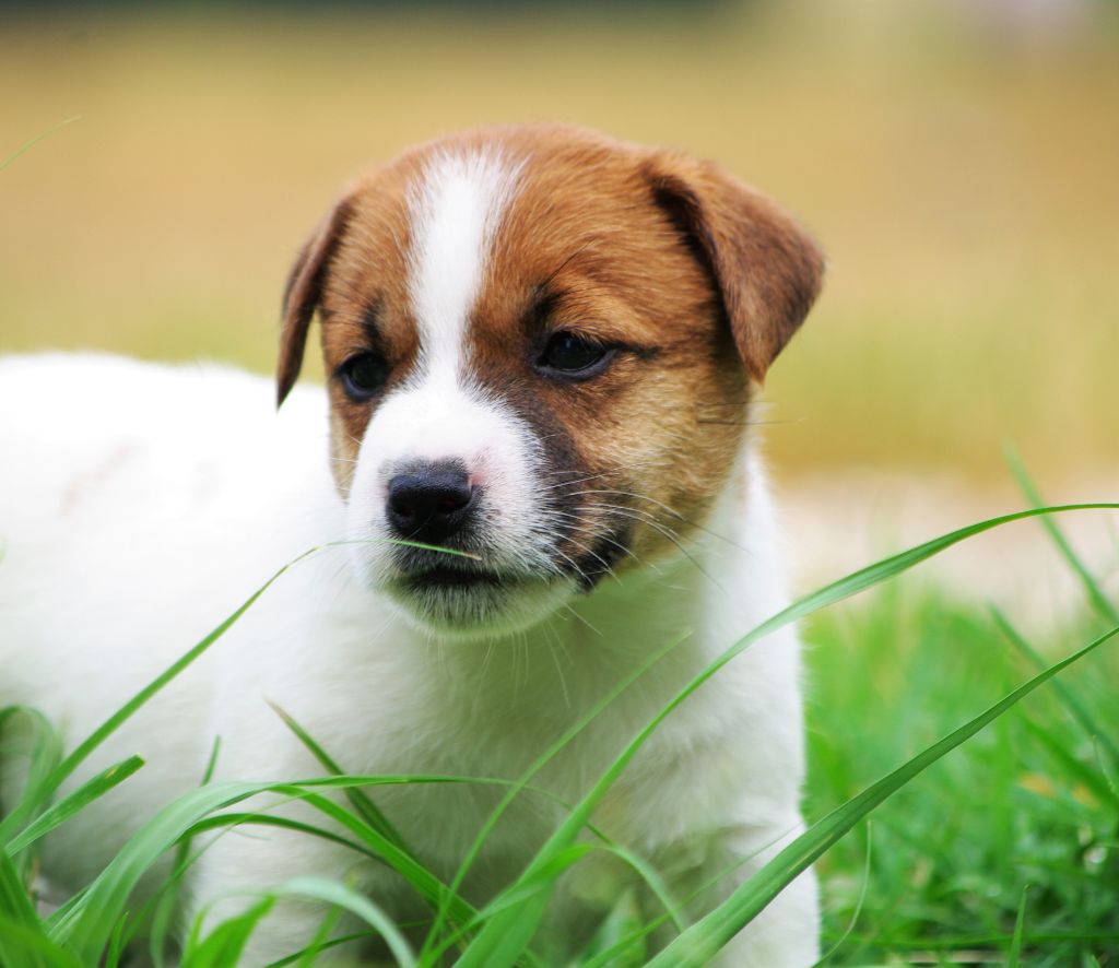 chiot Jack Russell Terrier des Terres Du Gali