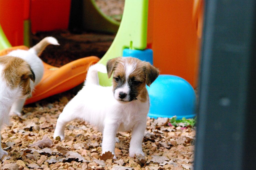 des Terres Du Gali - Chiot disponible  - Jack Russell Terrier