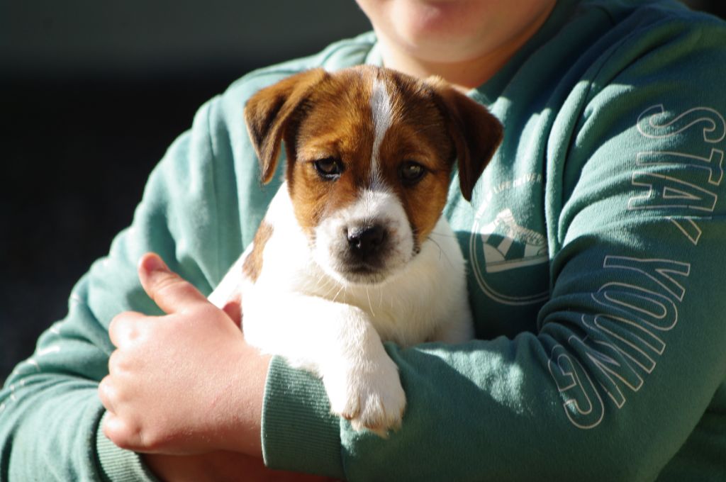 chiot Jack Russell Terrier des Terres Du Gali