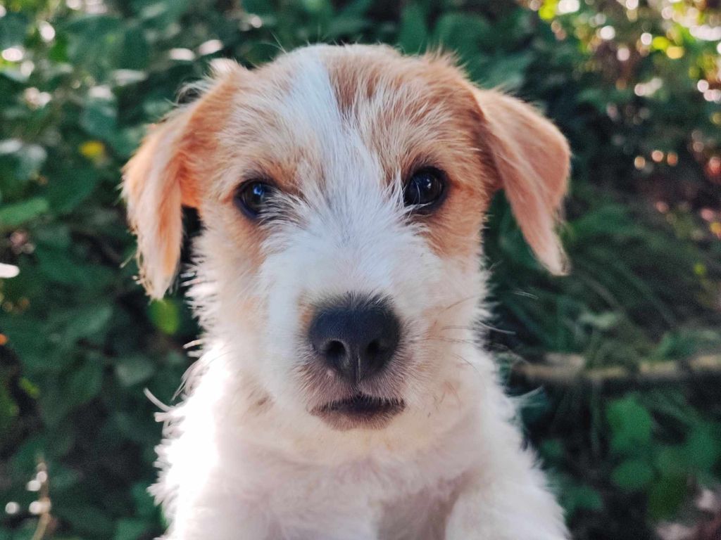 des Terres Du Gali - Chiot disponible  - Jack Russell Terrier