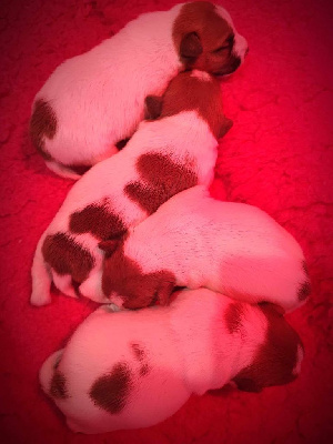 des Terres Du Gali - Jack Russell Terrier - Portée née le 08/02/2024