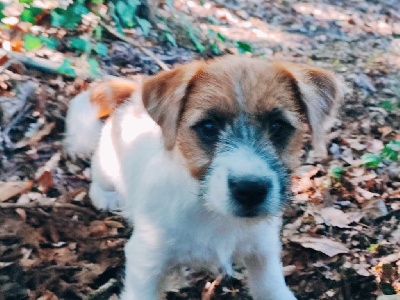 des Terres Du Gali - Jack Russell Terrier - Portée née le 13/06/2024