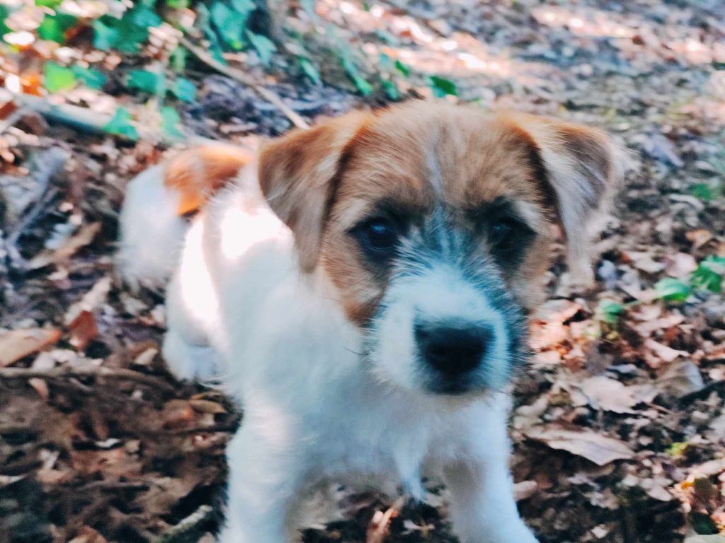 des Terres Du Gali - Chiot disponible  - Jack Russell Terrier