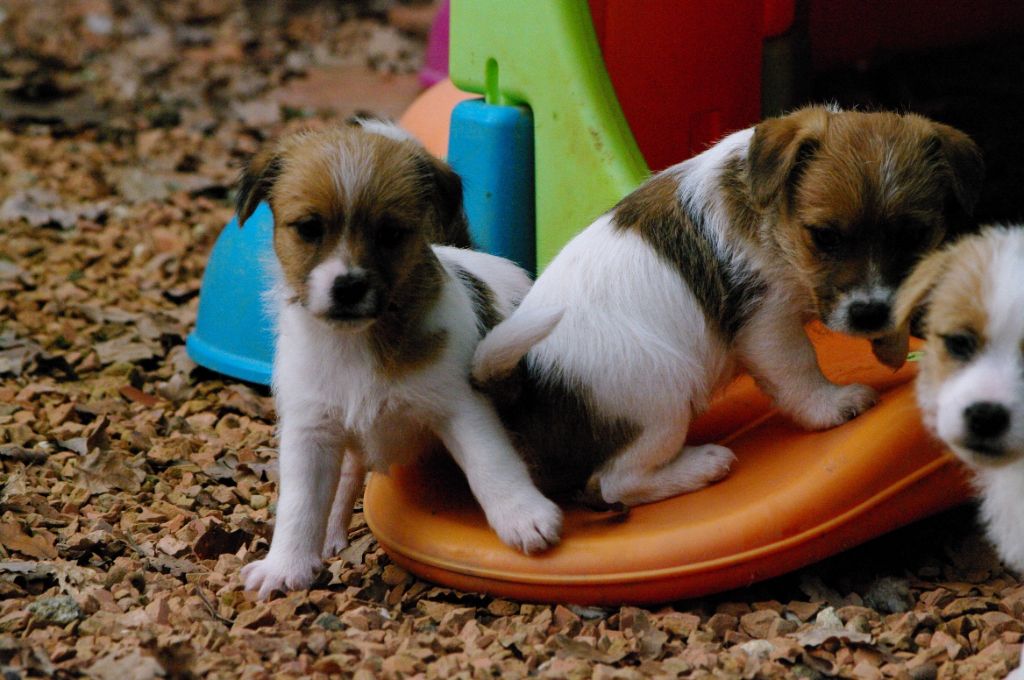 des Terres Du Gali - Chiot disponible  - Jack Russell Terrier