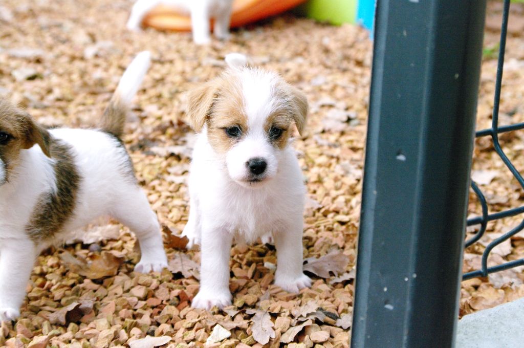 des Terres Du Gali - Chiot disponible  - Jack Russell Terrier