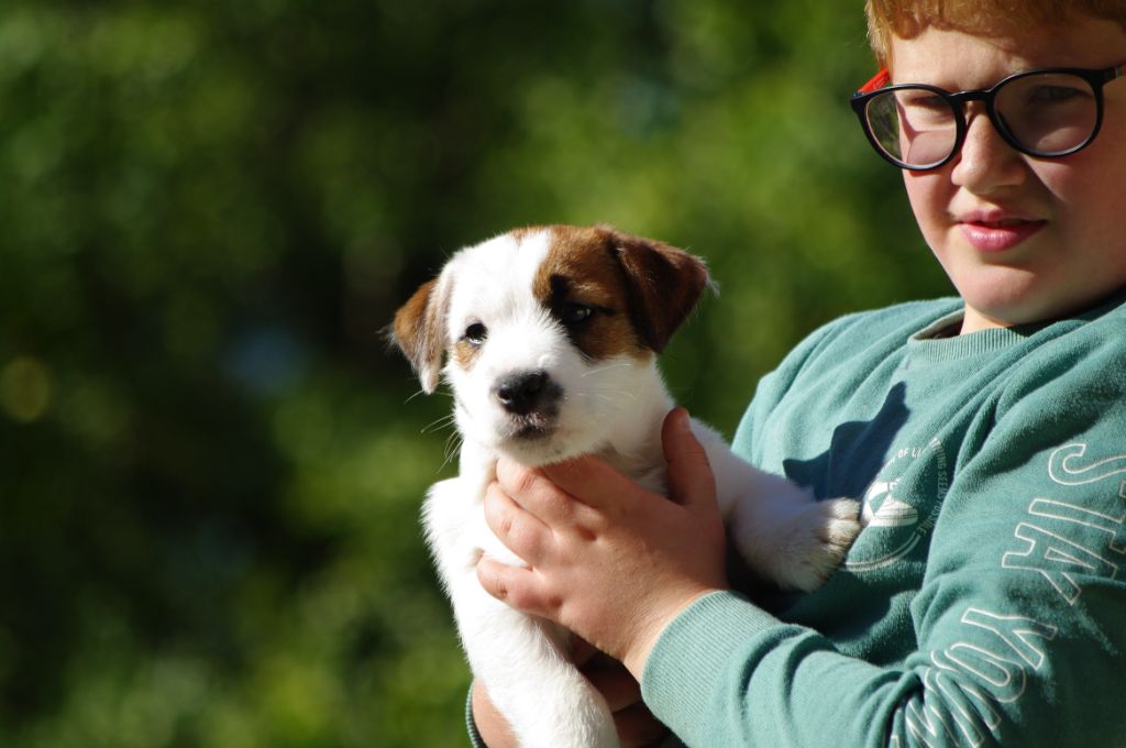 des Terres Du Gali - Chiot disponible  - Jack Russell Terrier