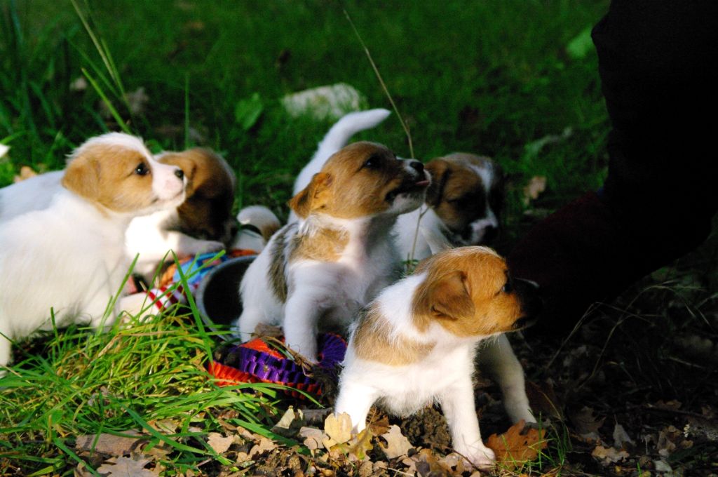 chiot Jack Russell Terrier des Terres Du Gali