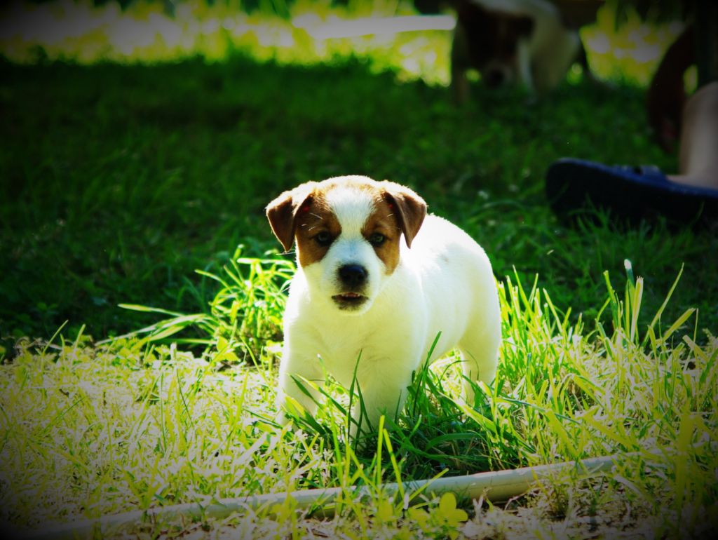des Terres Du Gali - Chiot disponible  - Jack Russell Terrier