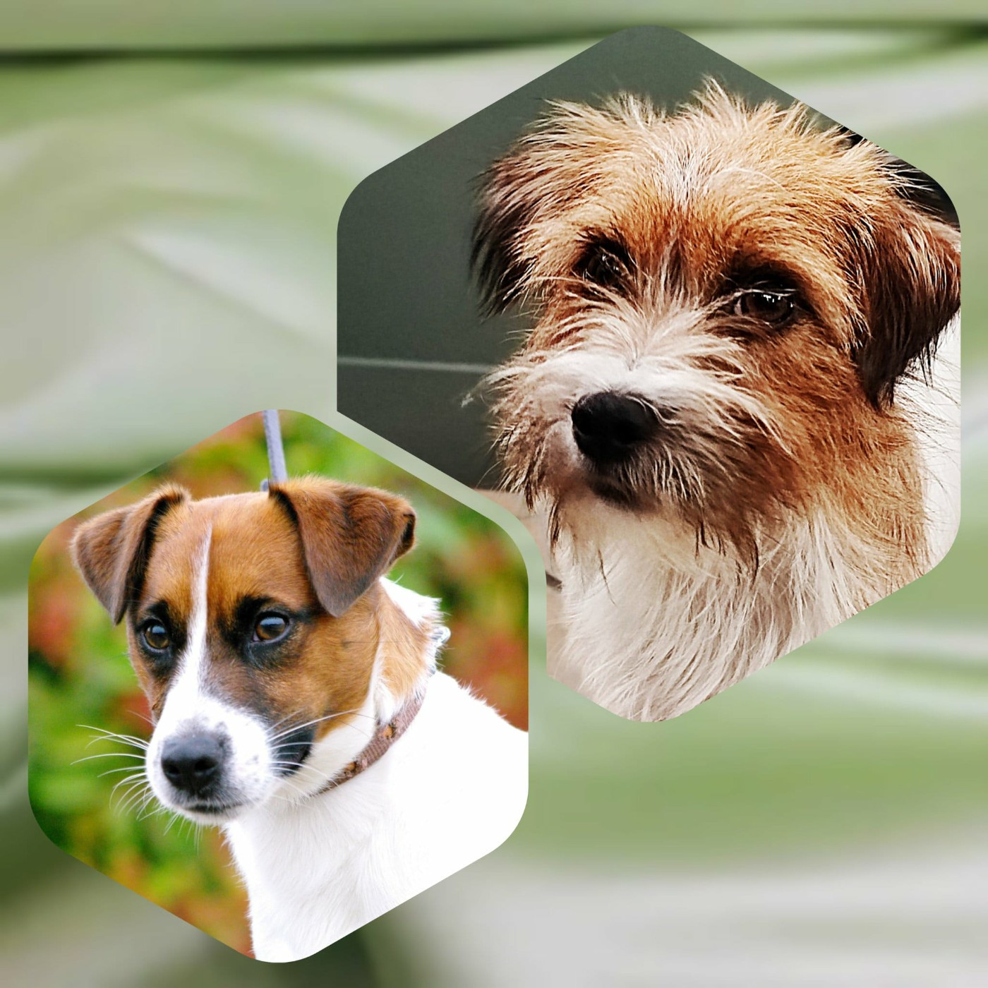 Nos Portées à venir