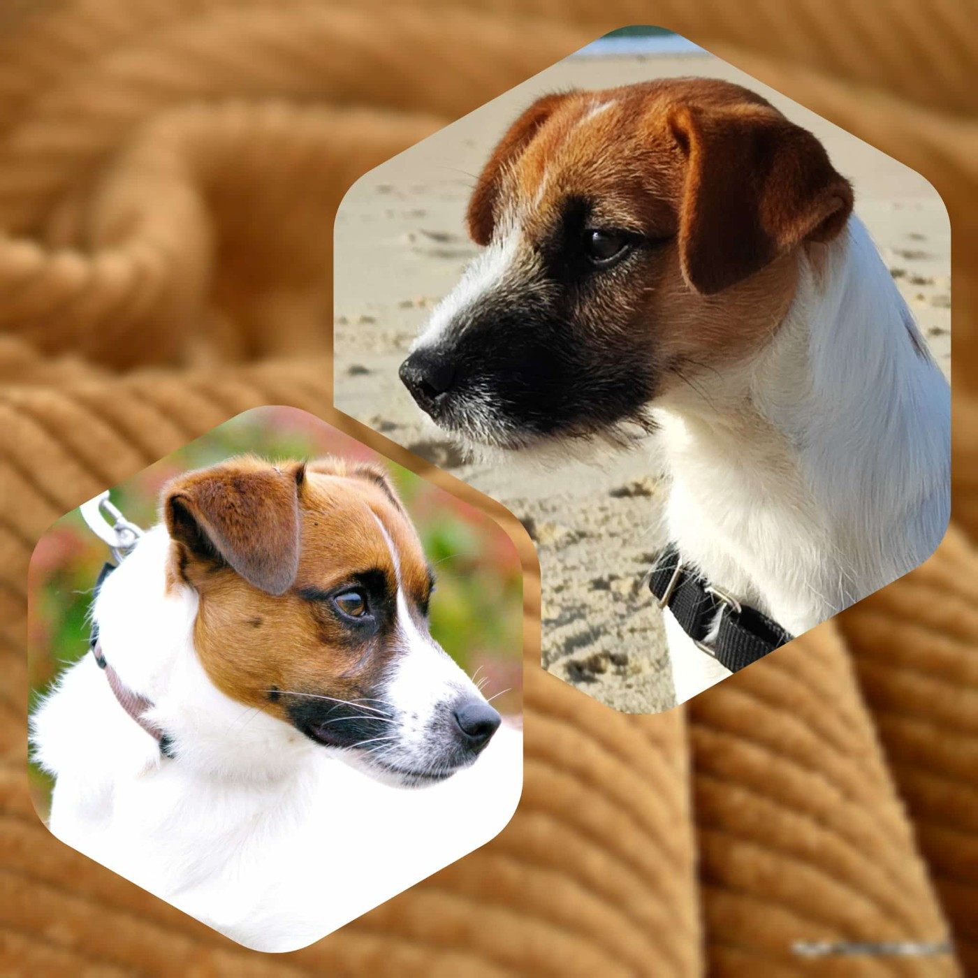 Nos Portées à venir