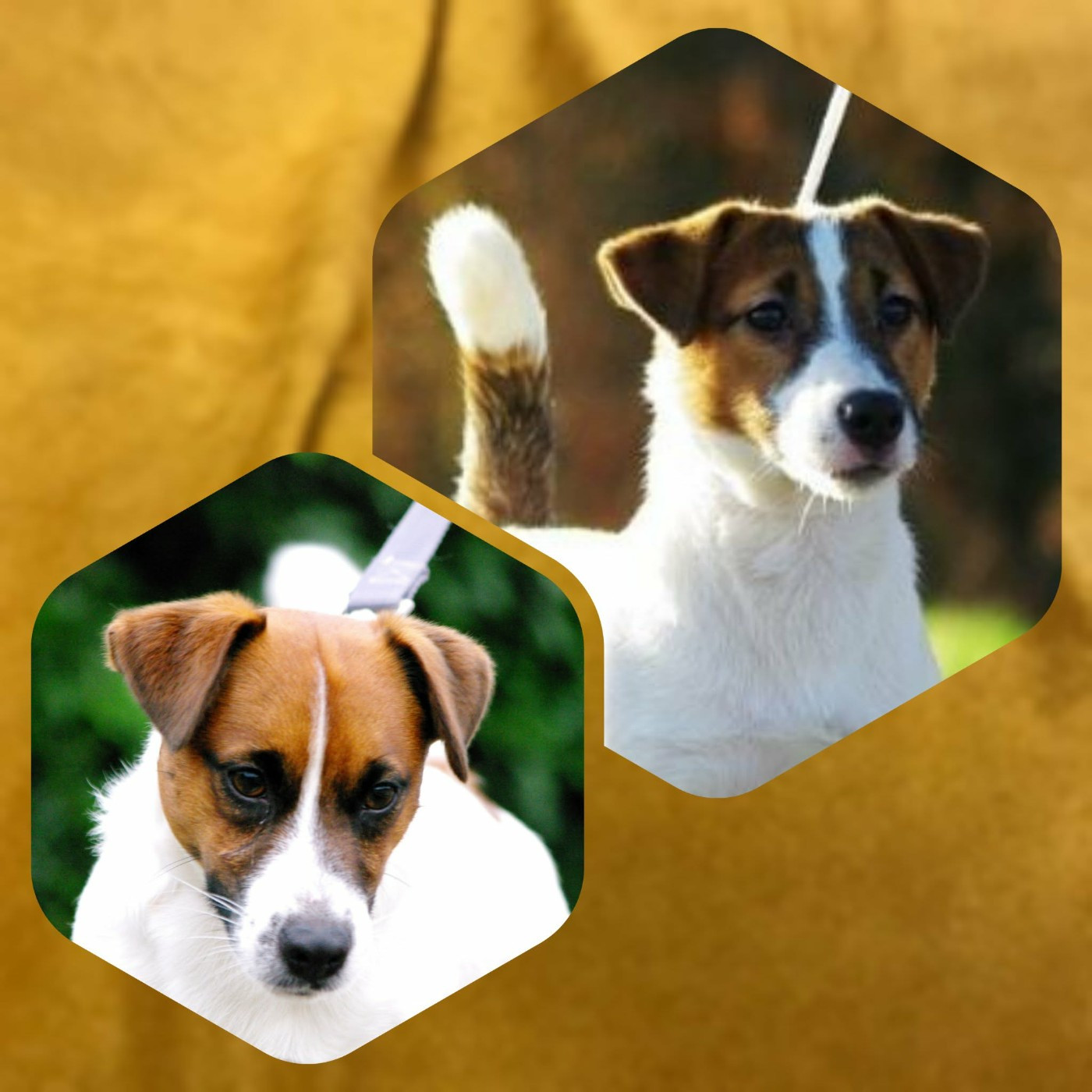 Nos Portées à venir