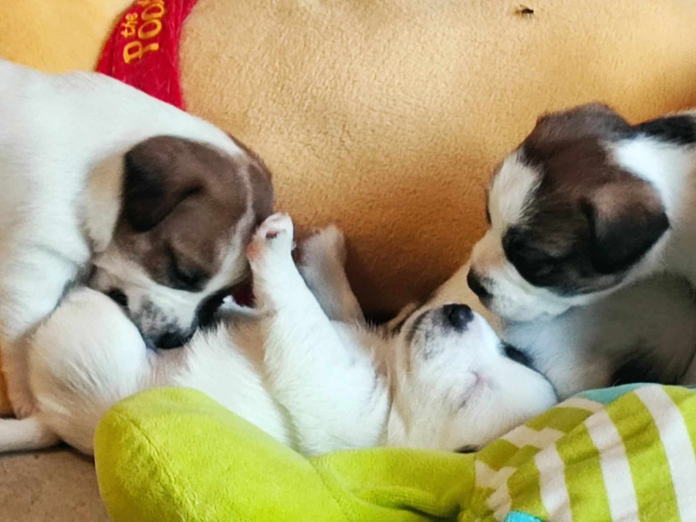 des Terres Du Gali - 2 MALES DISPONIBLES : le Casting des familles est ouverts ! ;)