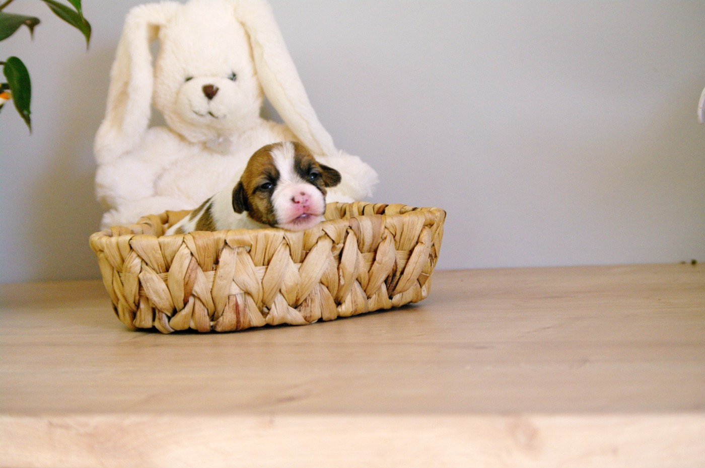 des Terres Du Gali - Chiots disponibles - Jack Russell Terrier