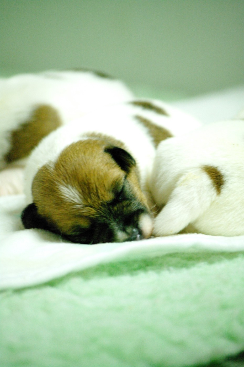des Terres Du Gali - Chiots disponibles - Jack Russell Terrier