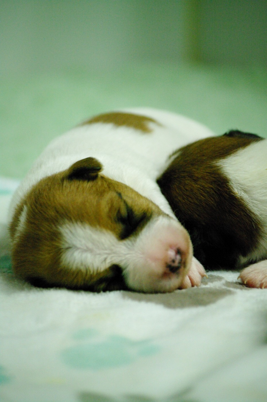 des Terres Du Gali - Chiots disponibles - Jack Russell Terrier