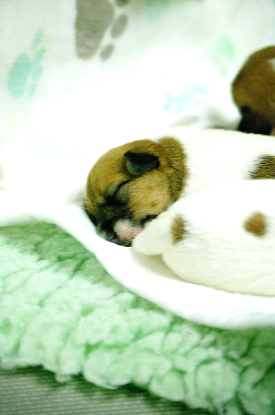 des Terres Du Gali - Chiots disponibles - Jack Russell Terrier