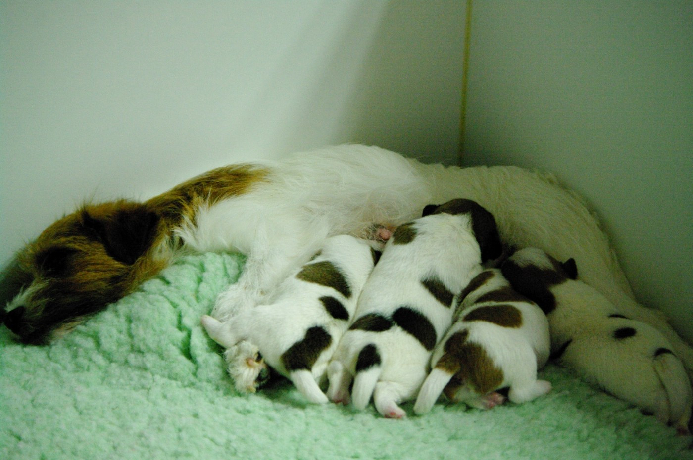 Chiot Jack Russell Terrier des Terres Du Gali