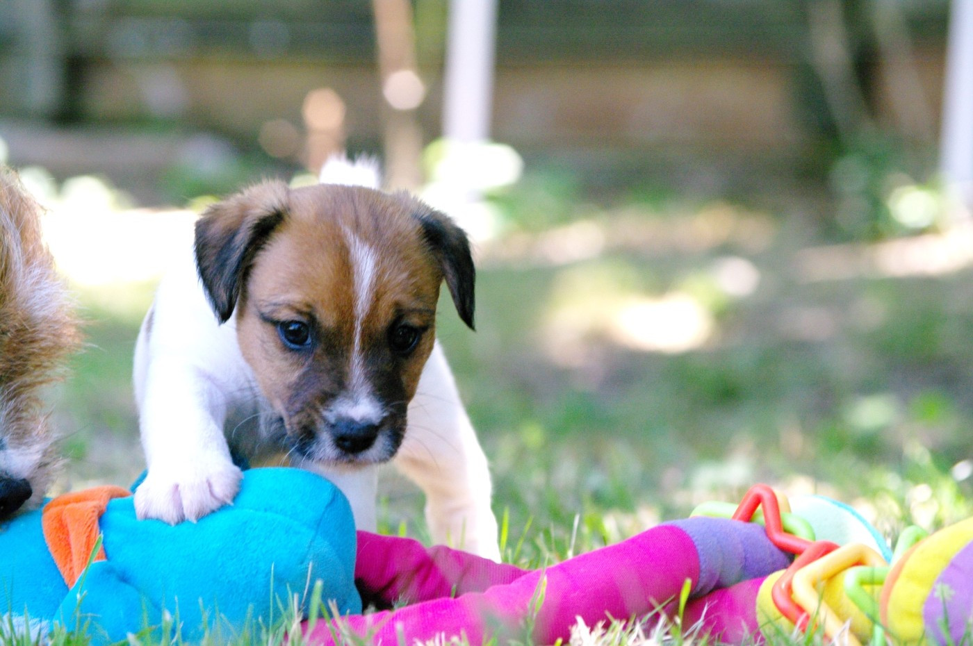 des Terres Du Gali - Chiots disponibles - Jack Russell Terrier