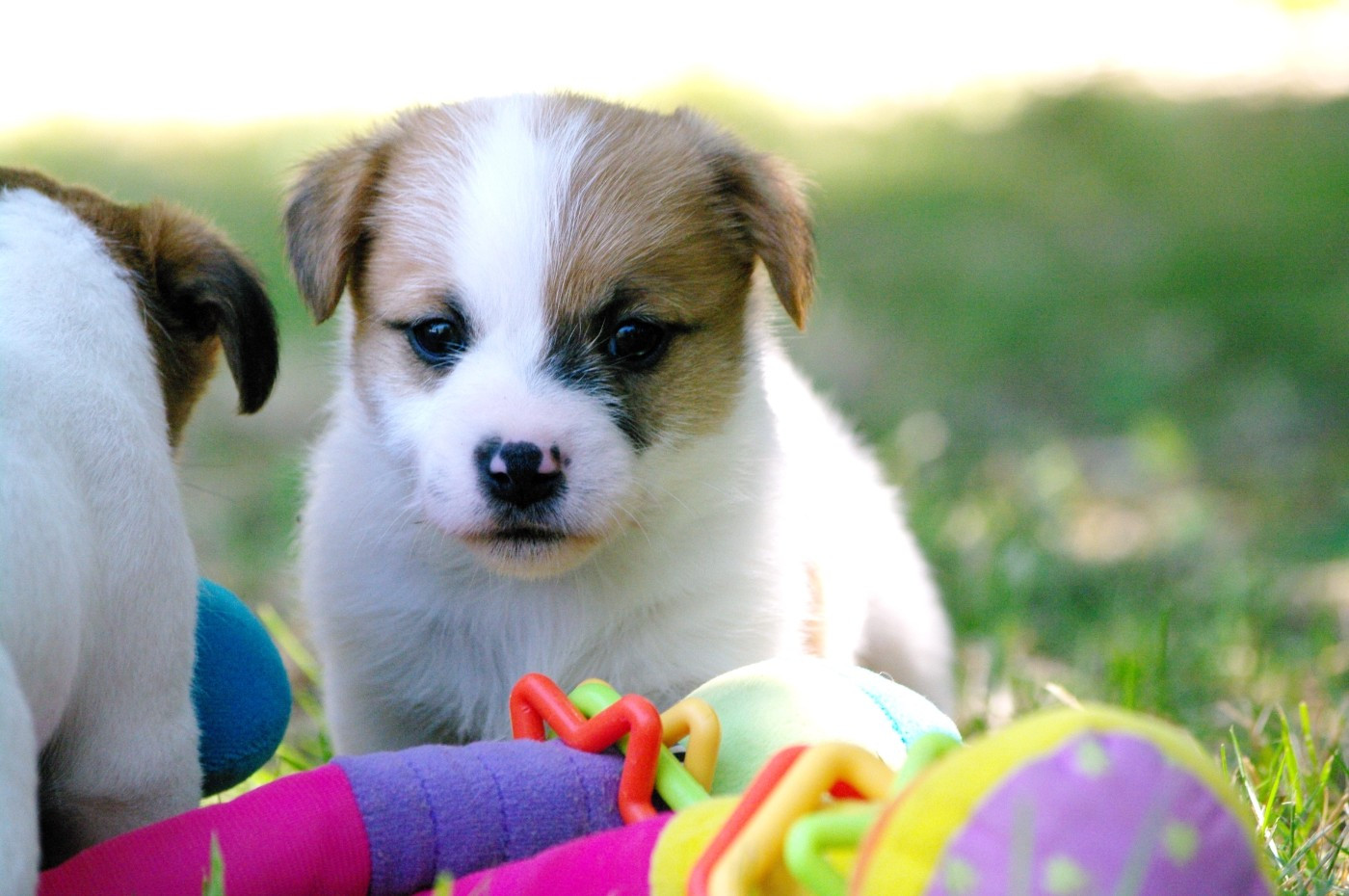 des Terres Du Gali - Chiots disponibles - Jack Russell Terrier