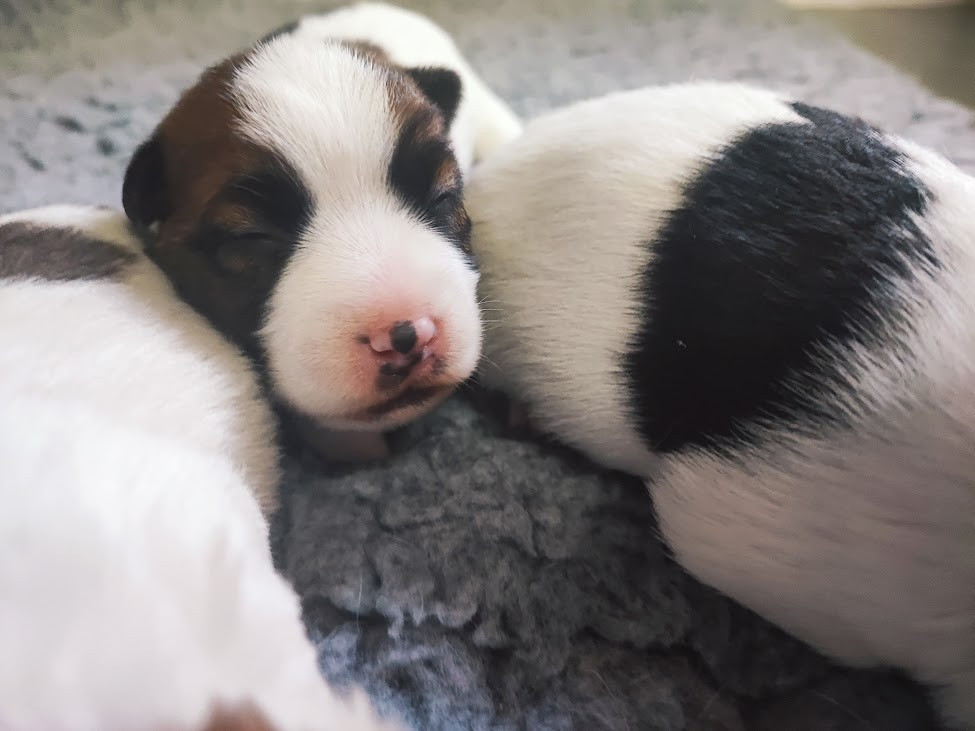 des Terres Du Gali - Chiots disponibles - Jack Russell Terrier