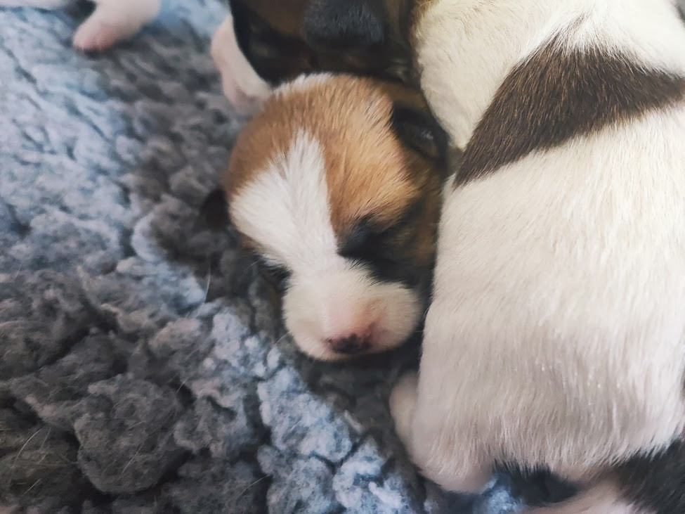des Terres Du Gali - Chiots disponibles - Jack Russell Terrier