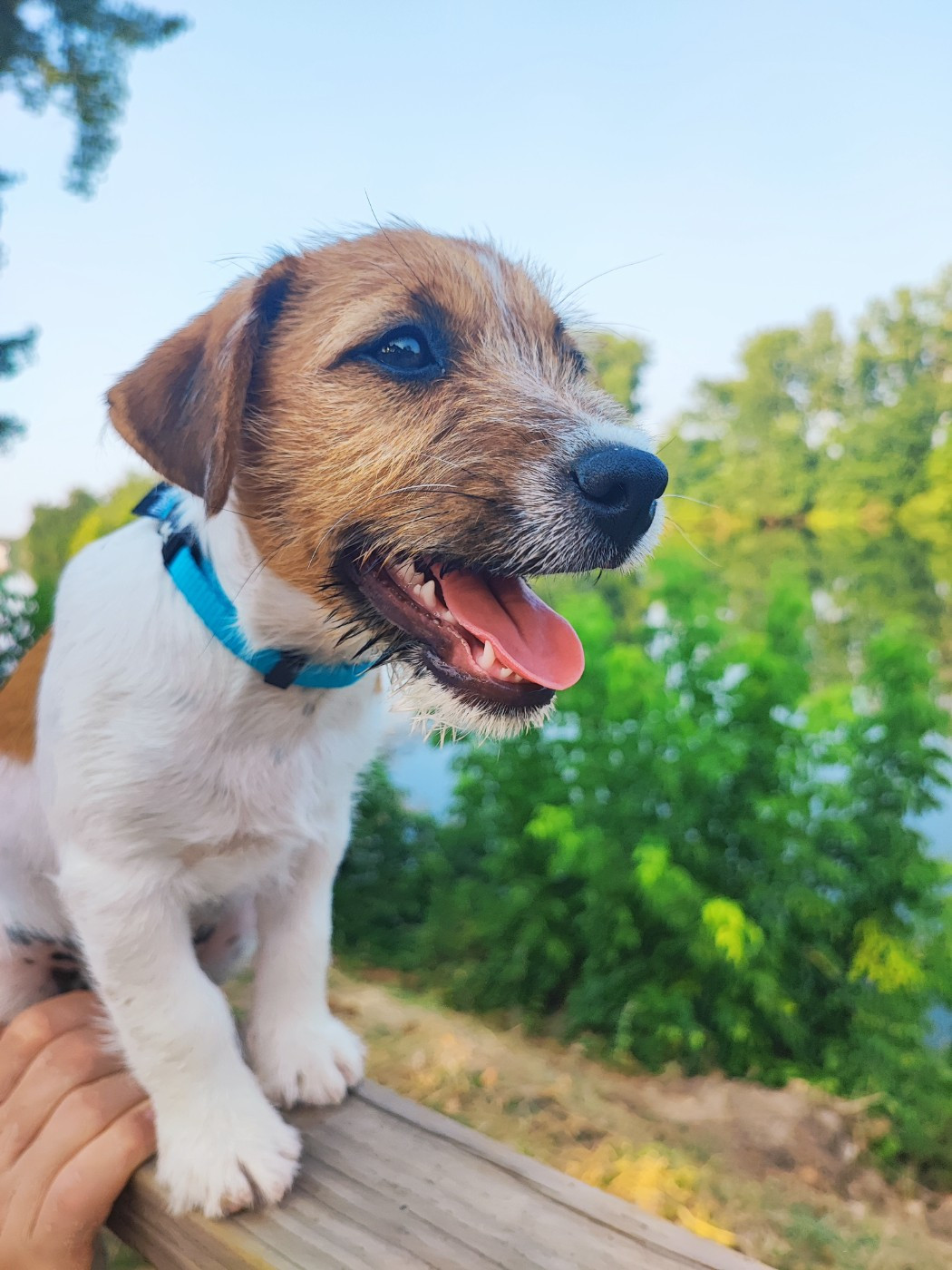 des Terres Du Gali - Chiots disponibles - Jack Russell Terrier