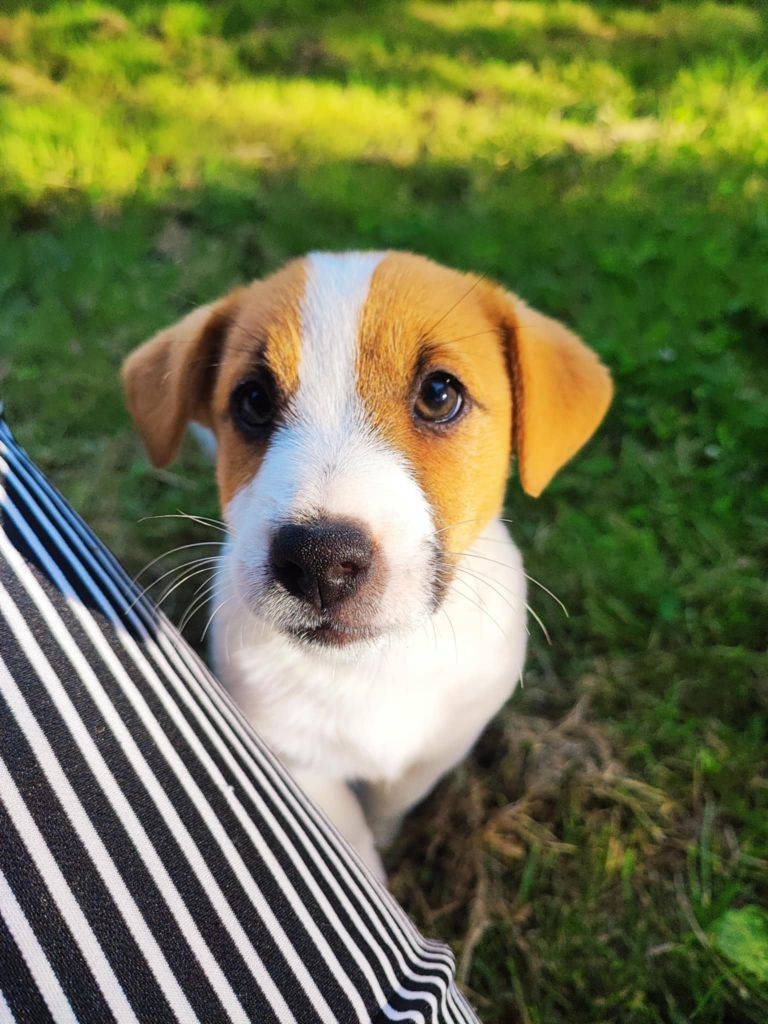 des Terres Du Gali - Chiots disponibles - Jack Russell Terrier